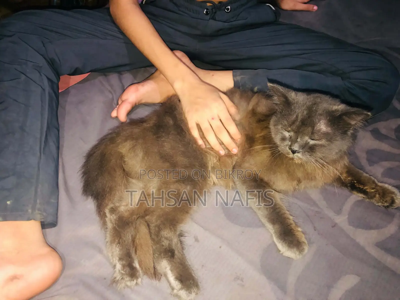 3-6 Months Male Purebred Persian