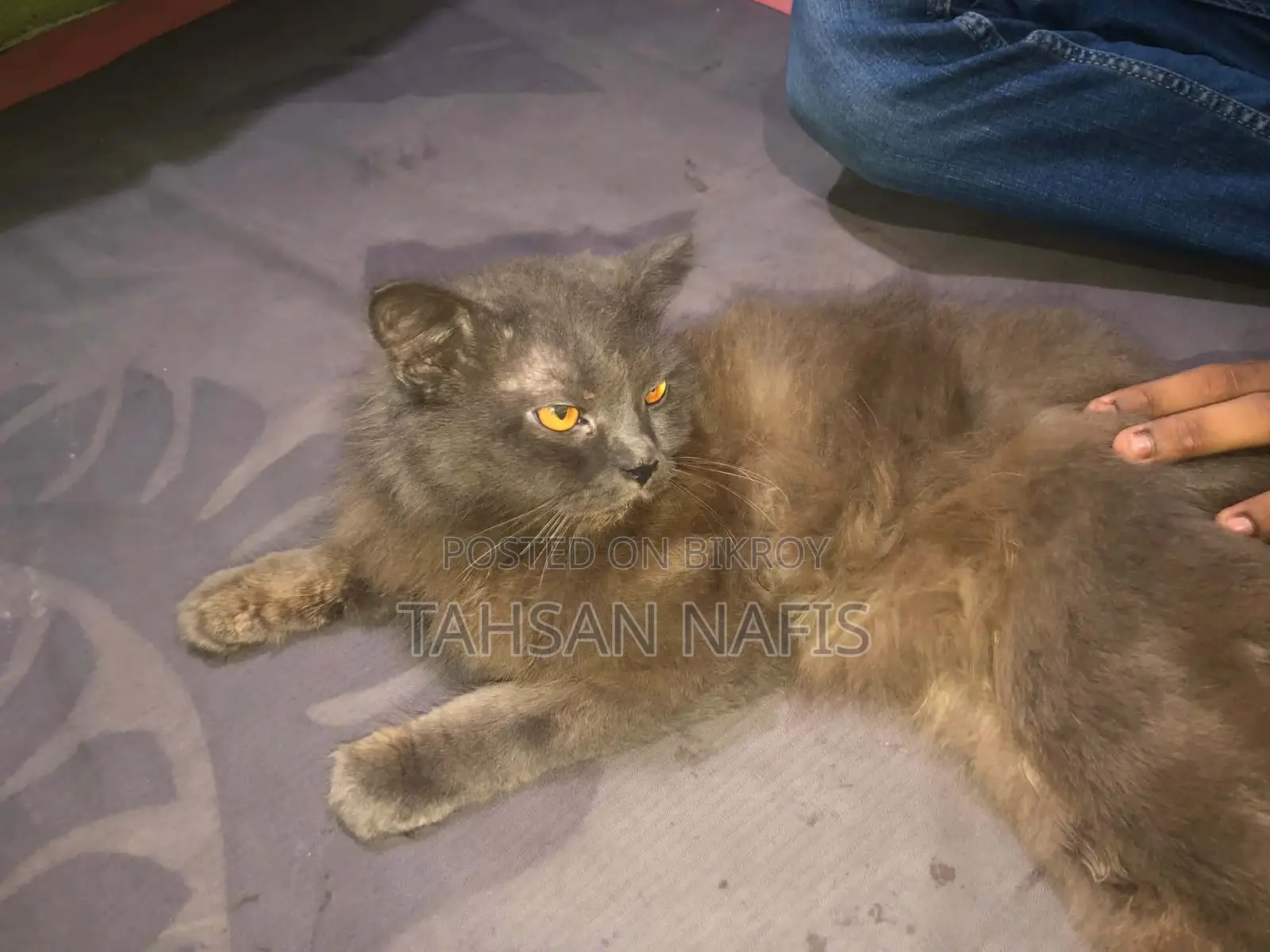 3-6 Months Male Purebred Persian