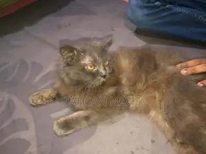 3-6 Months Male Purebred Persian