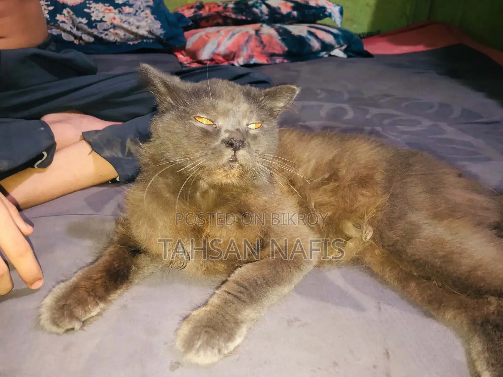 3-6 Months Male Purebred Persian