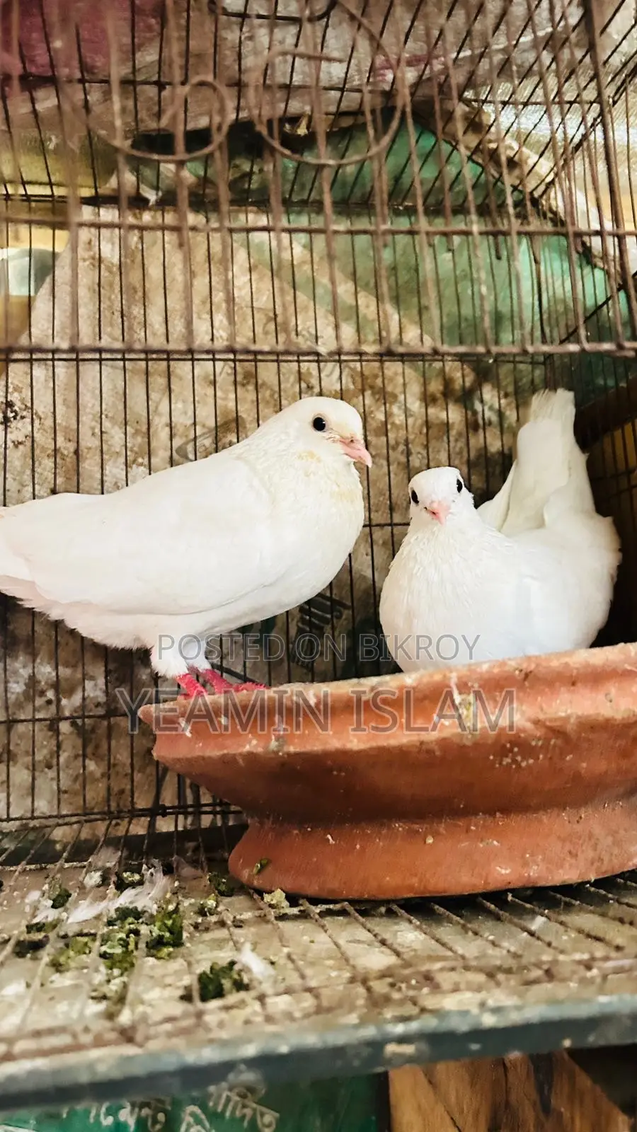 Breeding Pigeons Laying Eggs