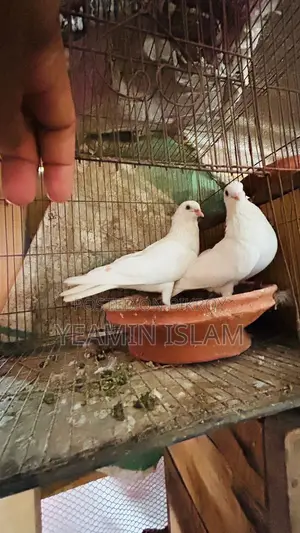 Breeding Pigeons Laying Eggs