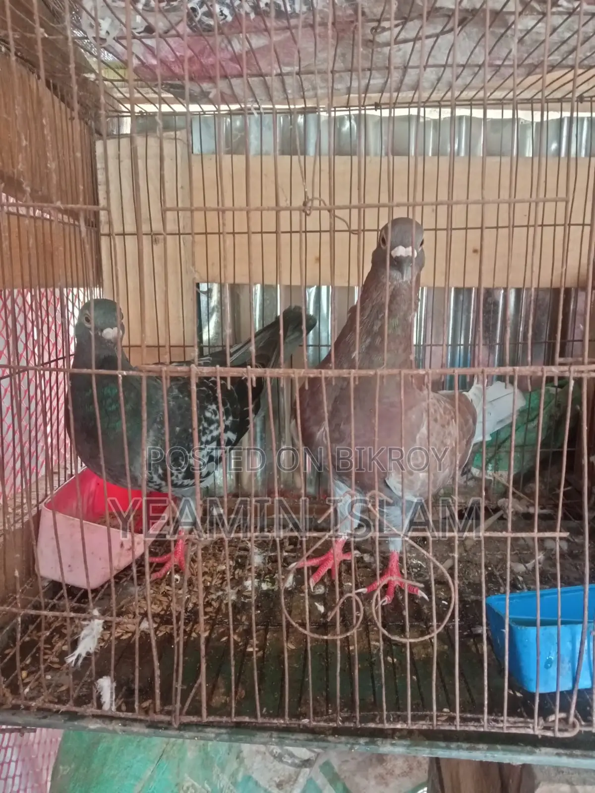 Breeding Pigeons Laying Eggs