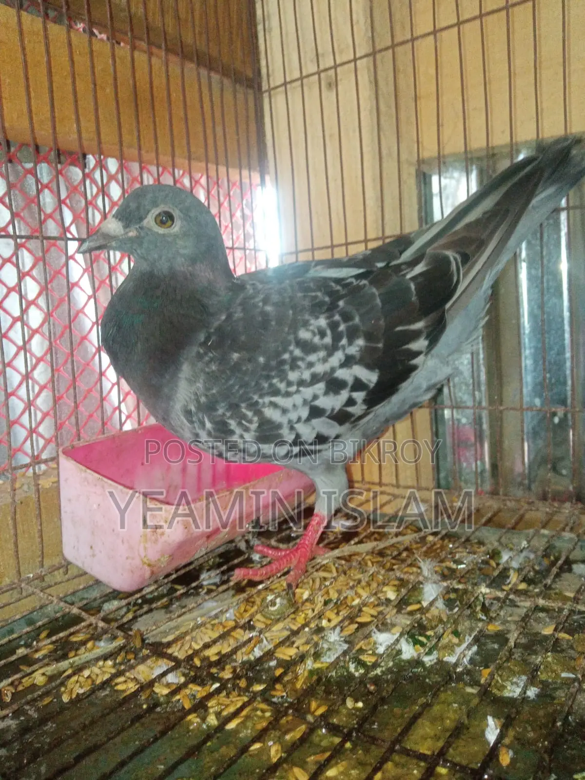 Breeding Pigeons Laying Eggs