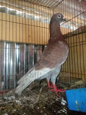 Breeding Pigeons Laying Eggs