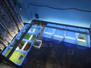 Guppy. Oscar. Polar Parrot . Betta.