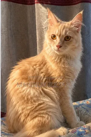 ১+ বছরের পুরুষ পিওর ব্রিড পার্সিয়ান