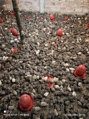 Female Quail Birds for Laying Eggs at Home