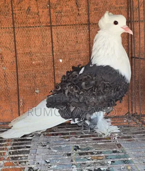 Saddle Fillback Female Pigeon