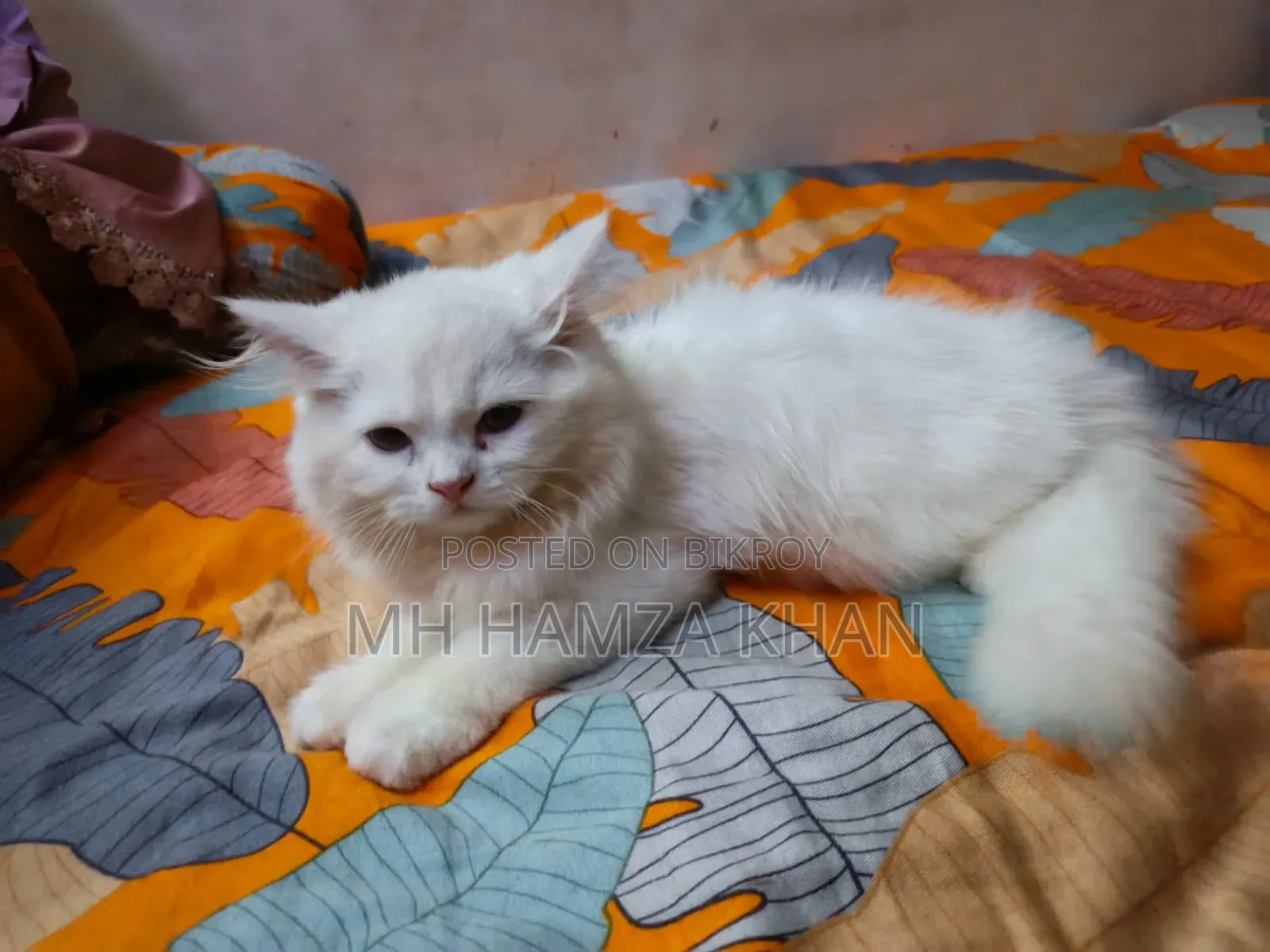 1-3 Months Male Mixed Breed Persian
