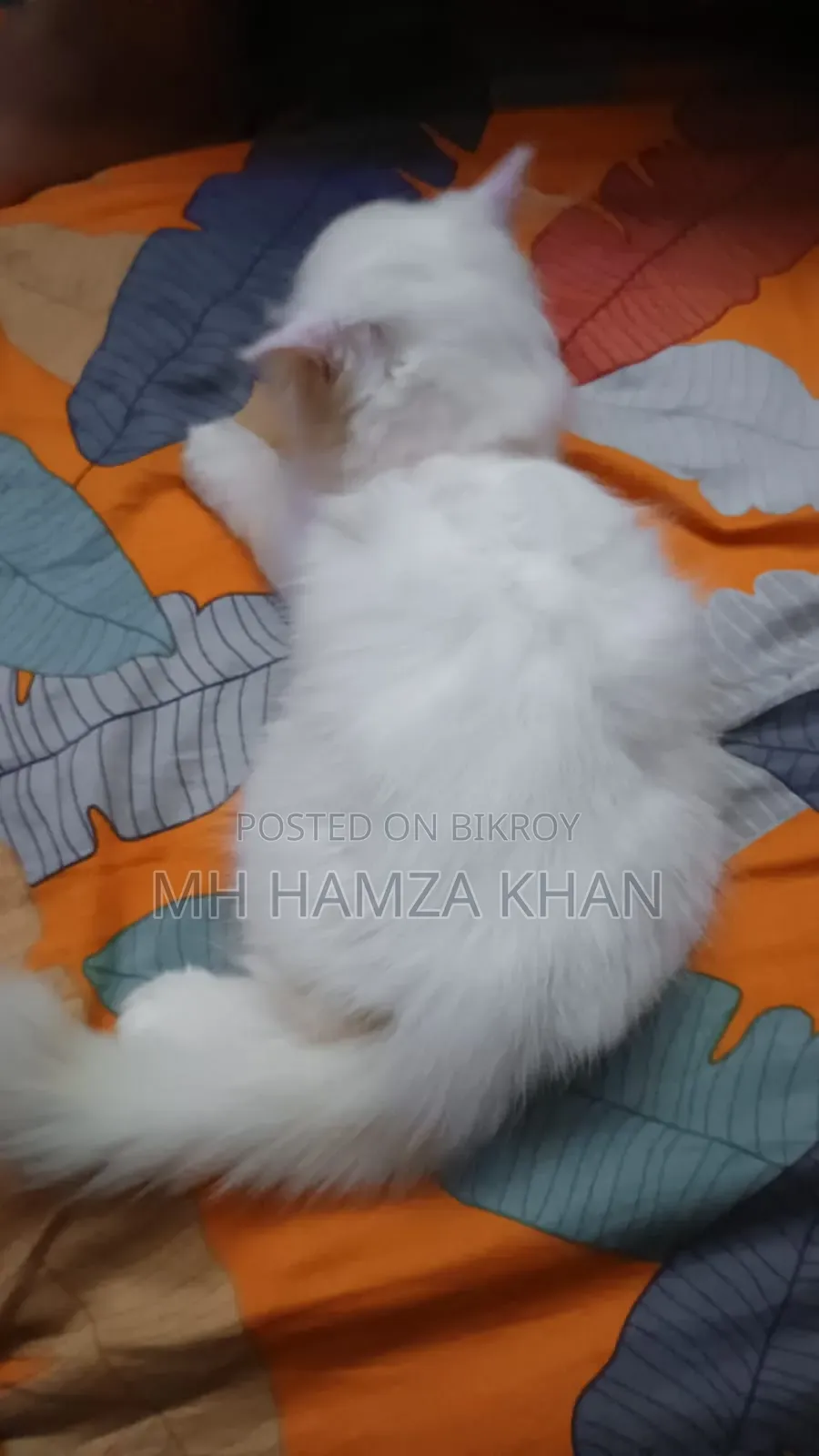 1-3 Months Male Mixed Breed Persian