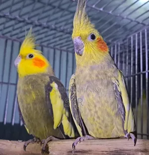 Cockatiel Master (Pair)