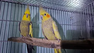 Cocktail Master (Pair)
