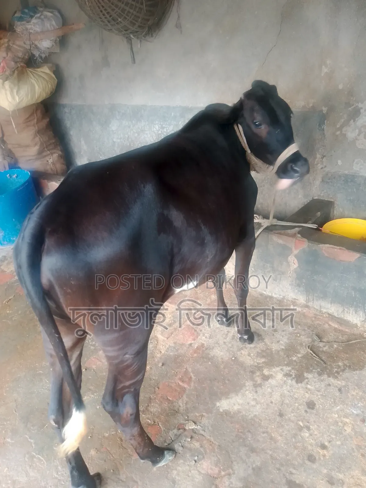 Cross foreign cow
