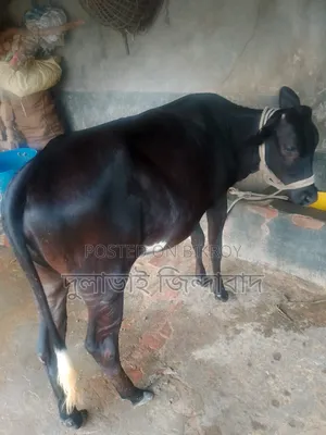 Cross foreign cow