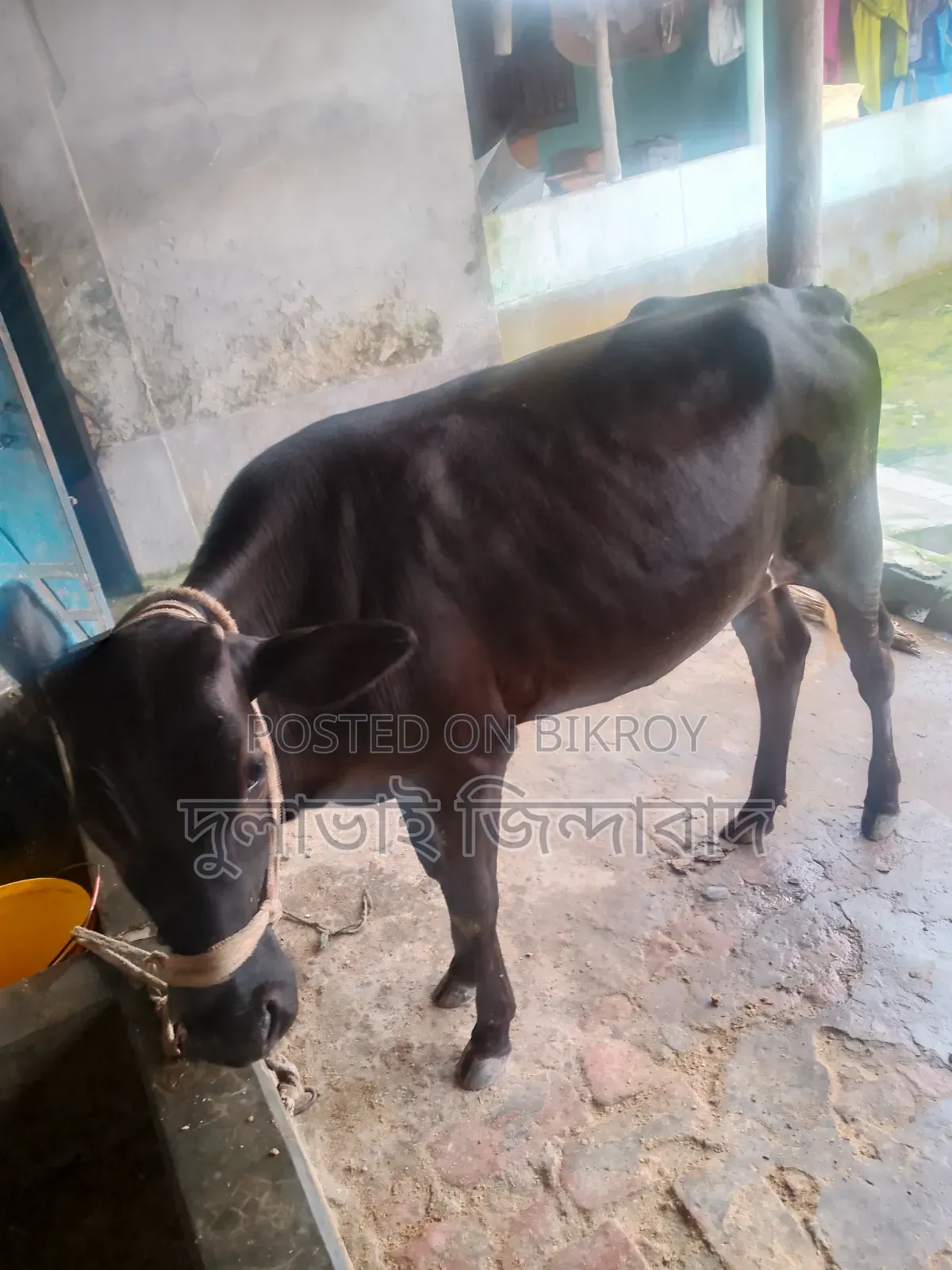 Cross foreign cow