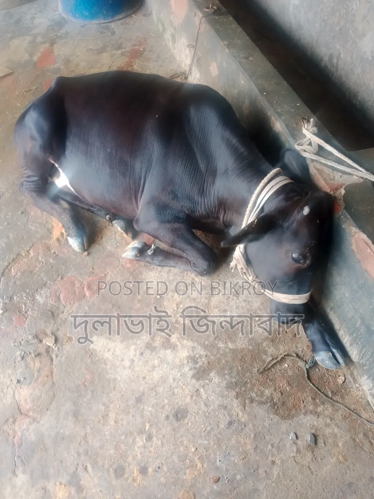 Cross foreign cow