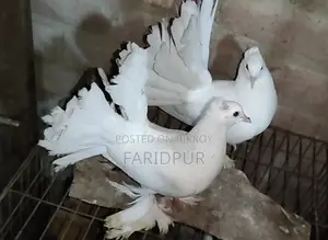 সাদা লক্ষা বাচ্চা জোড়া