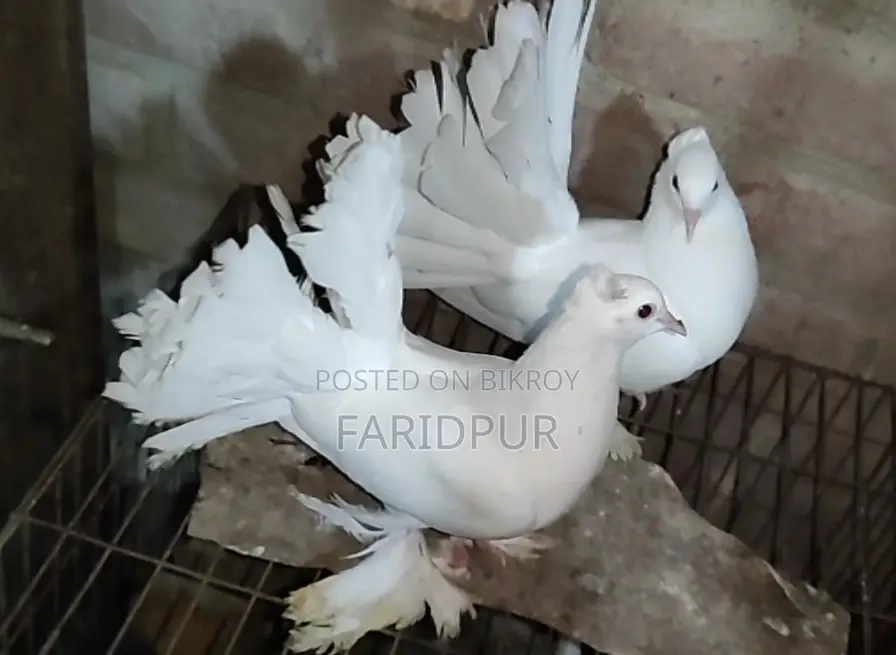 সাদা লক্ষা বাচ্চা জোড়া
