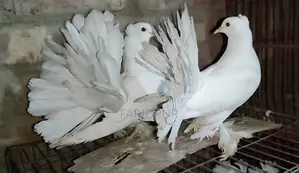 সাদা লক্ষা বাচ্চা জোড়া