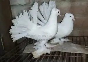 সাদা লক্ষা বাচ্চা জোড়া
