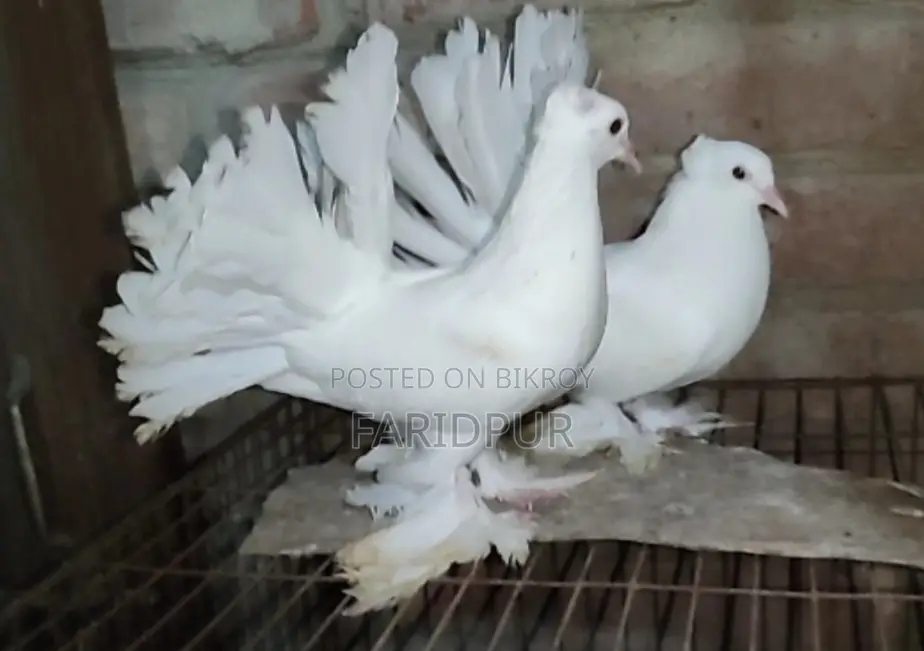 সাদা লক্ষা বাচ্চা জোড়া