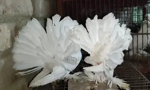 সাদা লক্ষা বাচ্চা জোড়া
