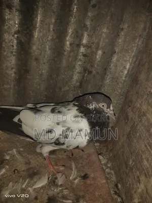 টেডি কবুতর