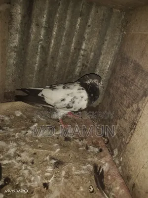 টেডি কবুতর