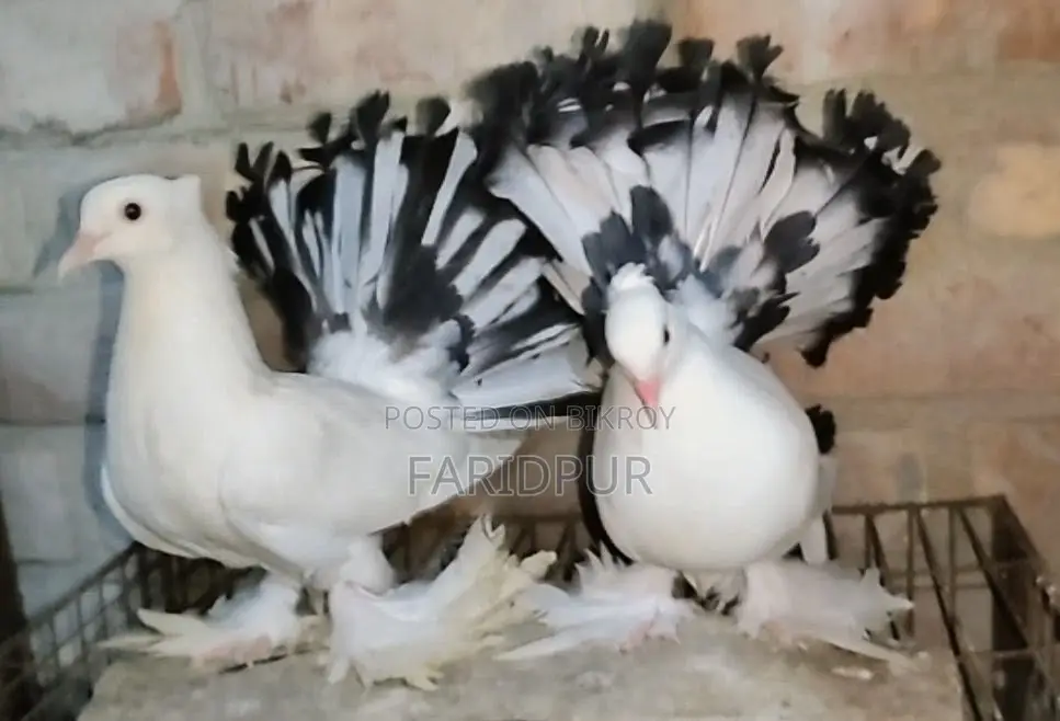 অপরাজিতা লক্ষা বাচ্চা জোড়া