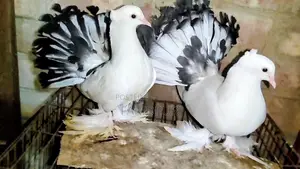 অপরাজিতা লক্ষা বাচ্চা জোড়া