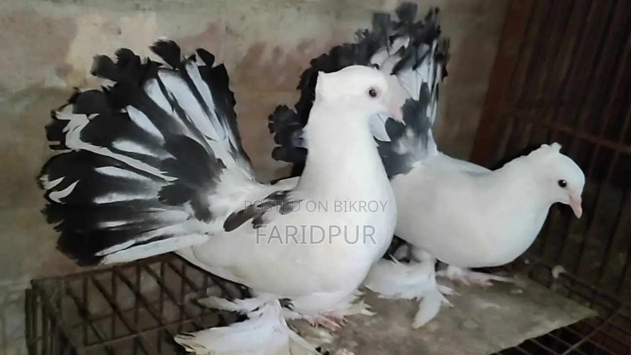 অপরাজিতা লক্ষা বাচ্চা জোড়া