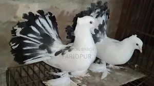 অপরাজিতা লক্ষা বাচ্চা জোড়া