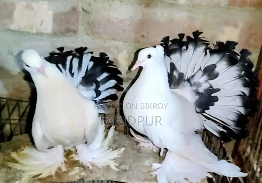 অপরাজিতা লক্ষা বাচ্চা জোড়া