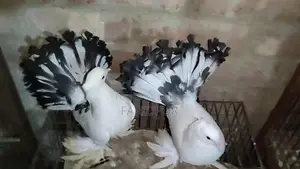 অপরাজিতা লক্ষা বাচ্চা জোড়া