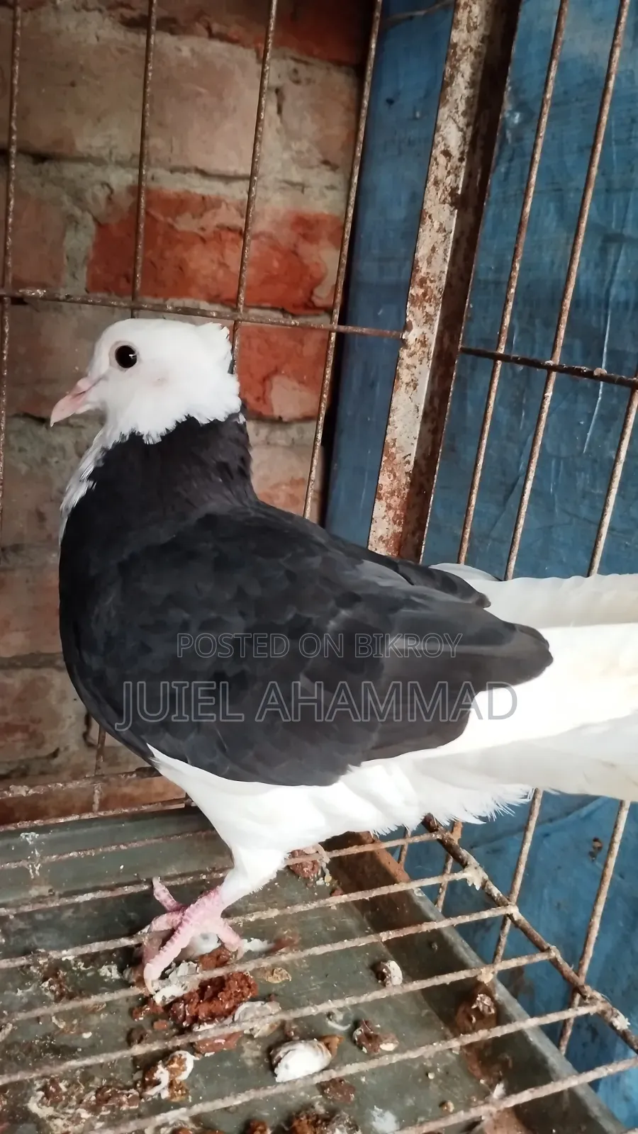 Rajgolla New Adult Male