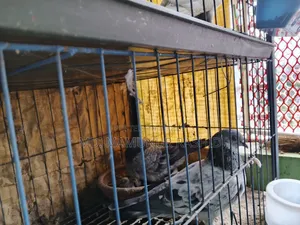 Some Running Pigeons for Sale