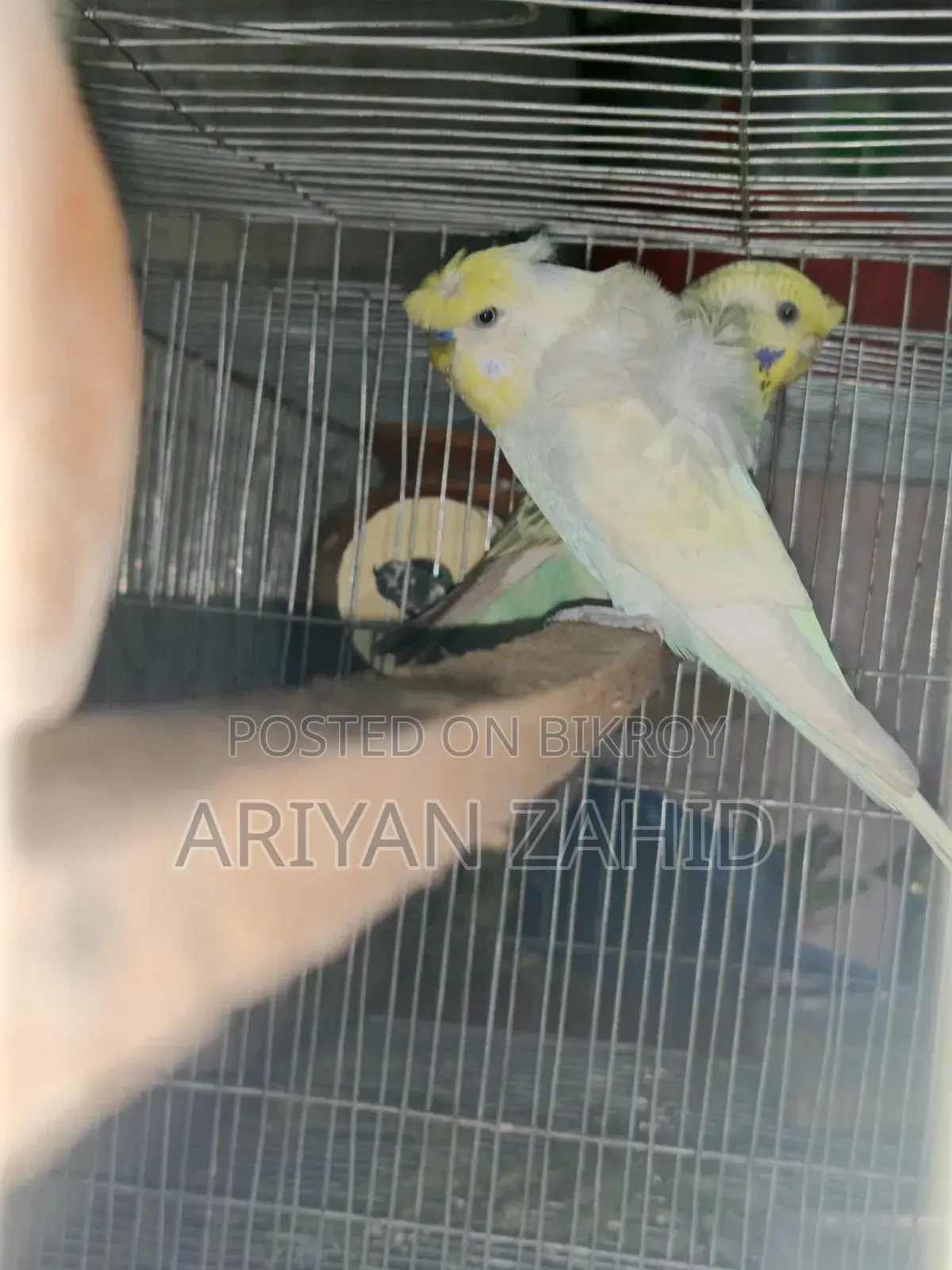 Top Quality Budgerigar