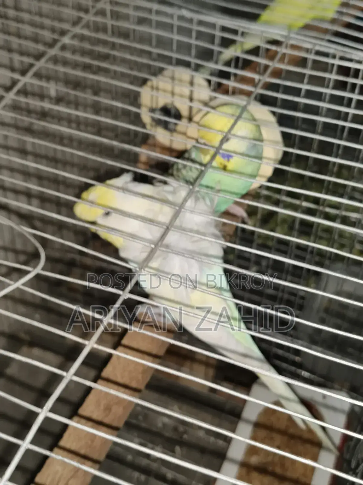 Top Quality Budgerigar
