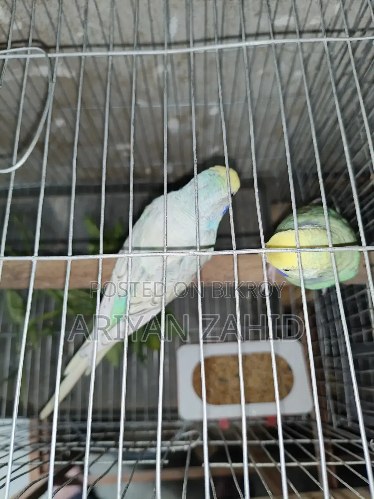 Top Quality Budgerigar