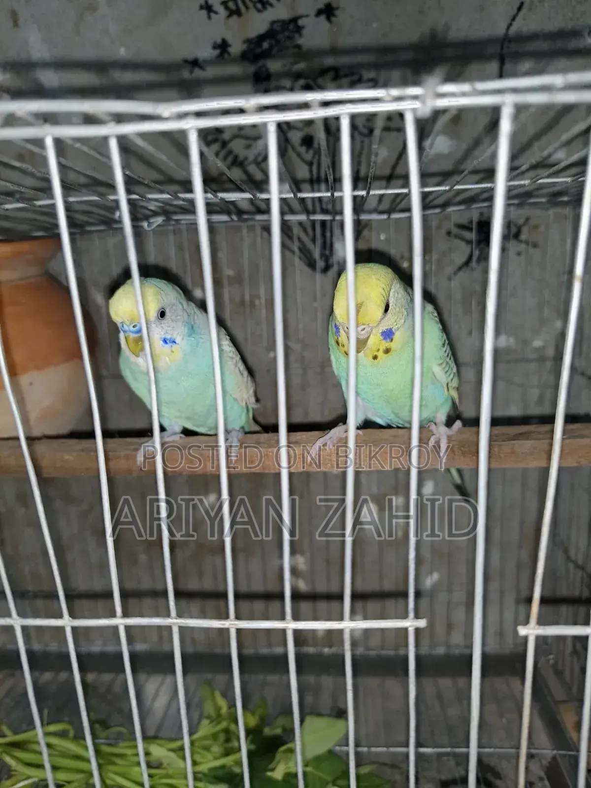 Top Quality Budgerigar