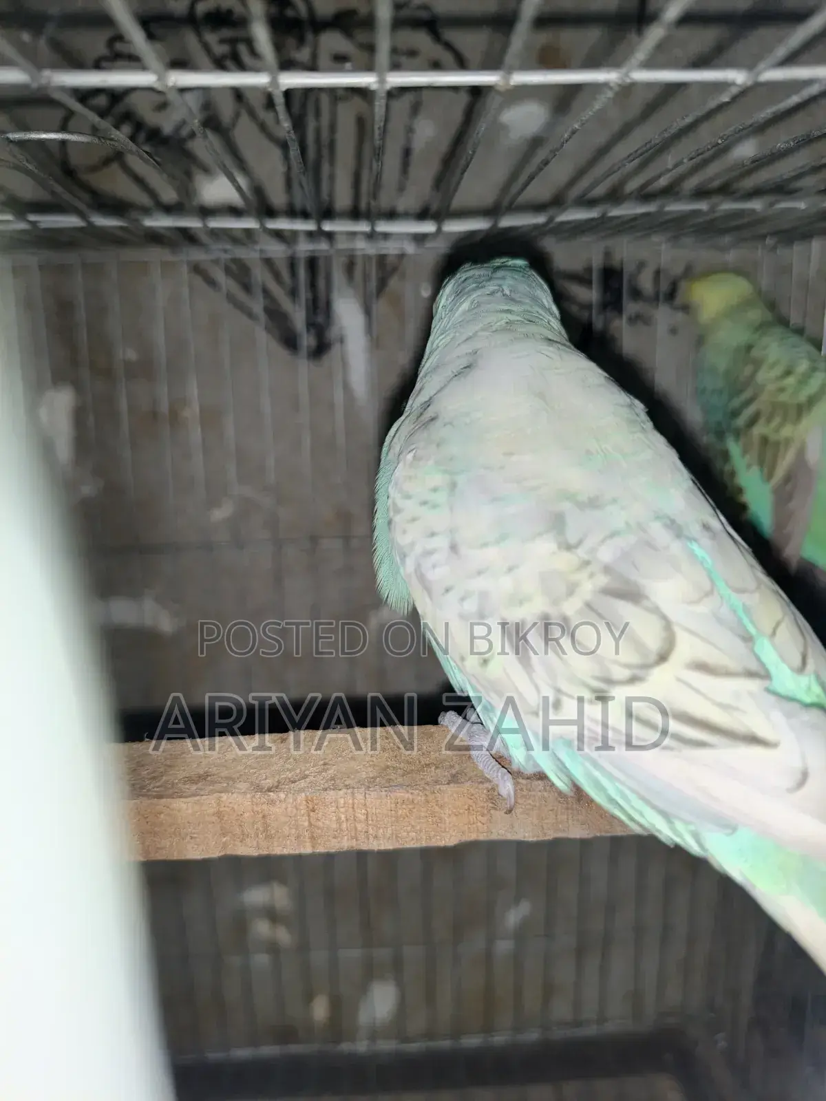 Top Quality Budgerigar