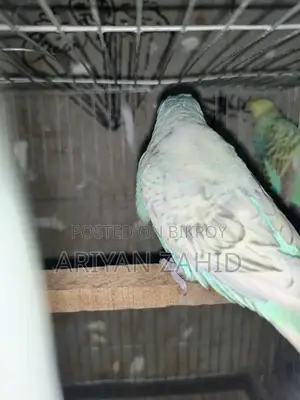 Top Quality Budgerigar