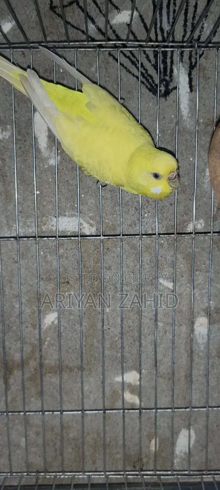 Top Quality Budgerigar