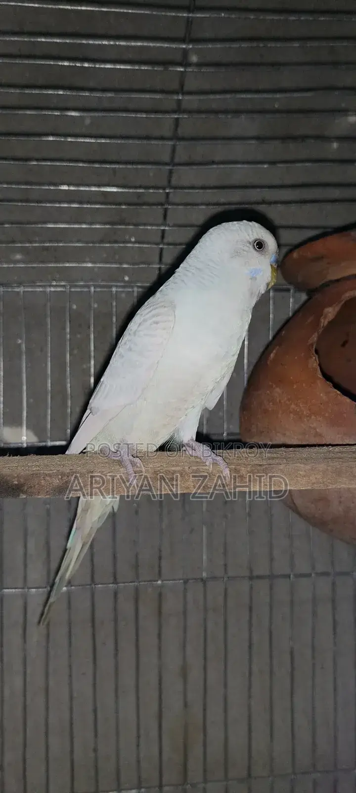 Top Quality Budgerigar