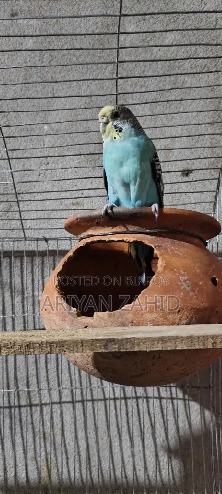 Top Quality Budgerigar