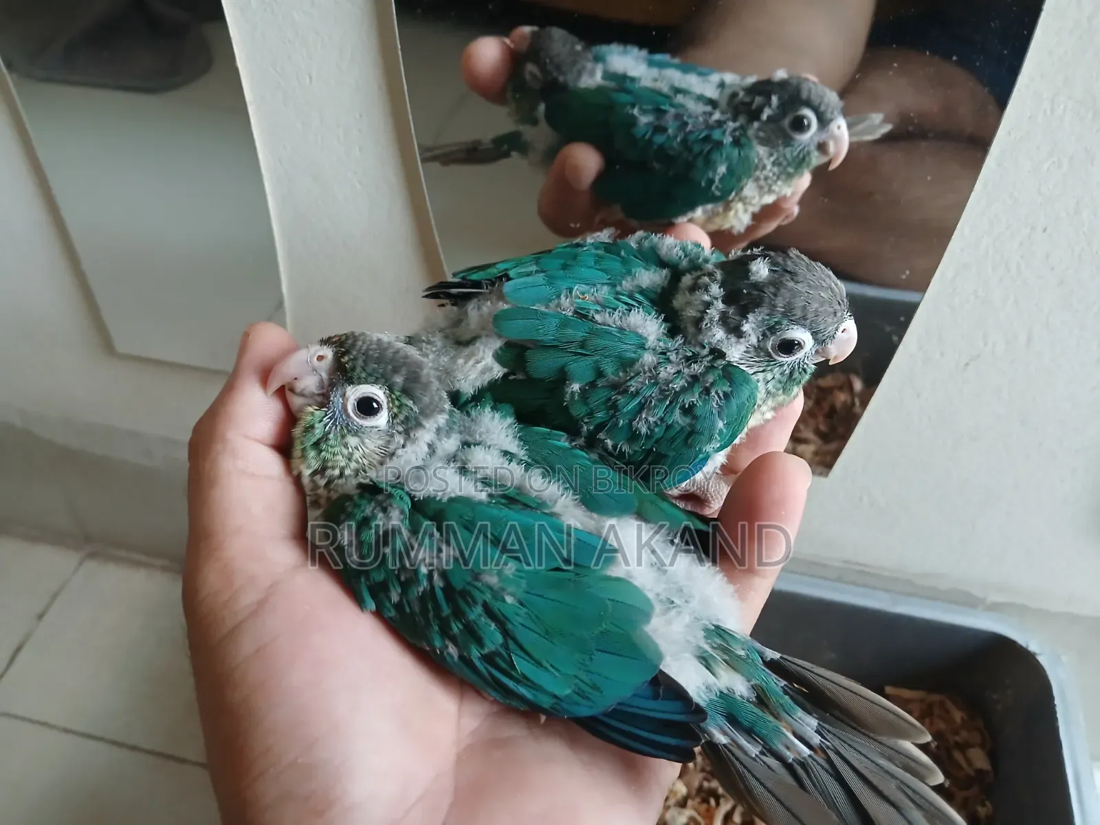 Tame Size Baby | Turquoise Blue Conure