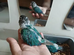 Tame Size Baby | Turquoise Blue Conure