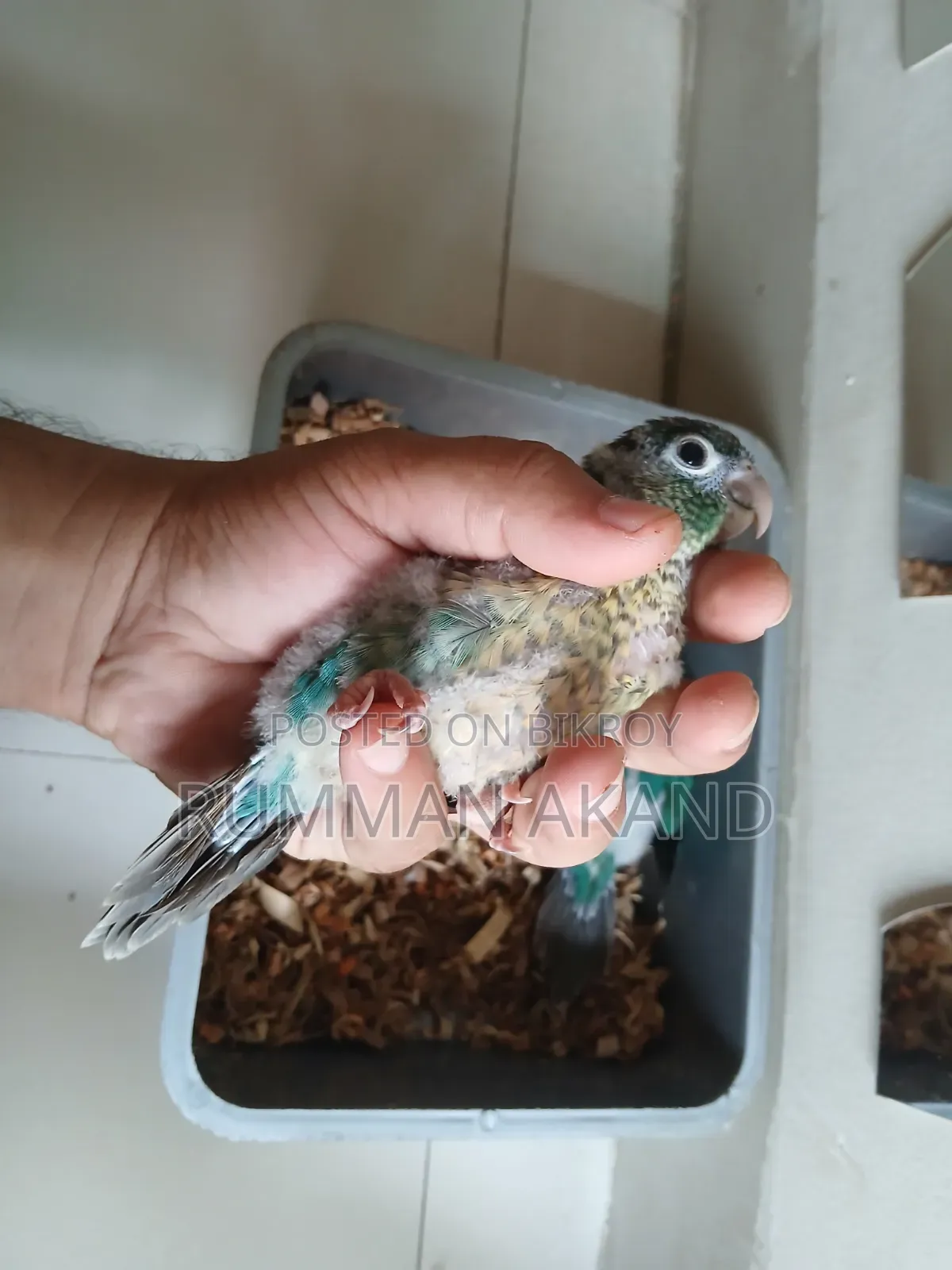 Tame Size Baby | Turquoise Blue Conure