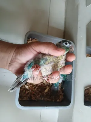 Tame Size Baby | Turquoise Blue Conure